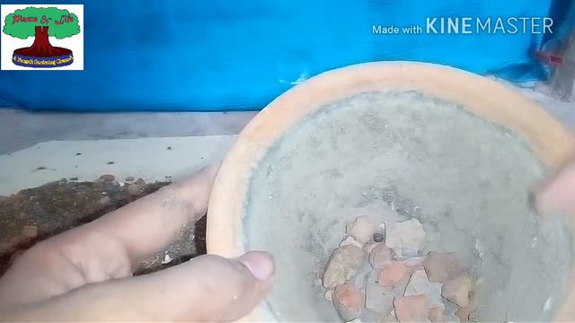 What To Do When Adenium's Caudex Become Soft ? Best Soil & Care For Adenium Bonsai | Grow Adenium 😎