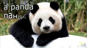 Животные на английском языке с произношением. ч.2. Названия диких животных на английском.