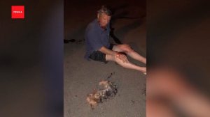 Избивший до смерти собаку мужчина объяснил свой поступок