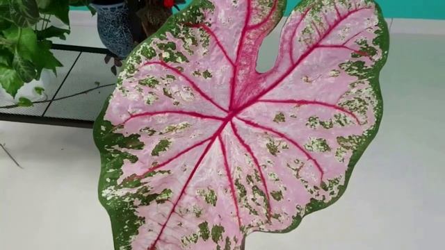 Как прорастают тропические Каладиумы в домашних условиях