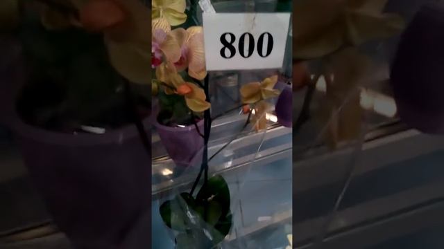 3 декабря 2017 г.Обзор орхидей в цветочном магазине г.Кингисепп! Опять не развернула телефон((( смотреть онлайн