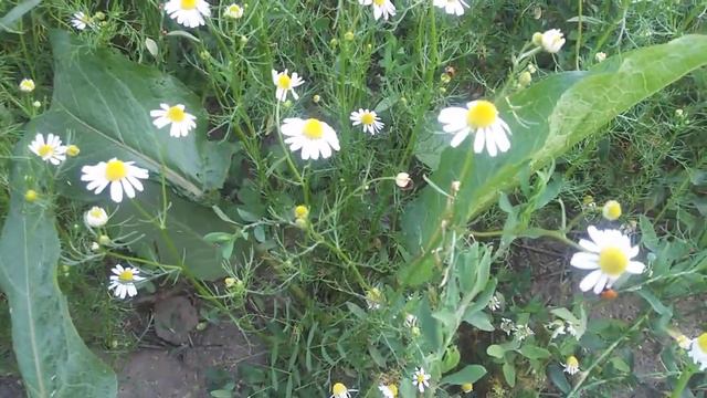 Kamille und weitere heimische Pflanzen смотреть онлайн