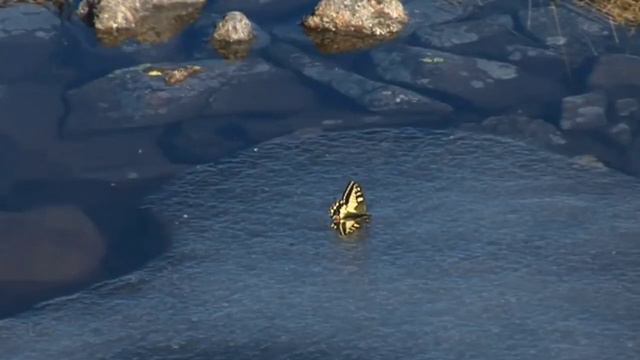 Расправлю крылья. Автор слов-Анна Леун, композитор-Александр Голуб, исполнитель-Надежда Ильченко. смотреть онлайн