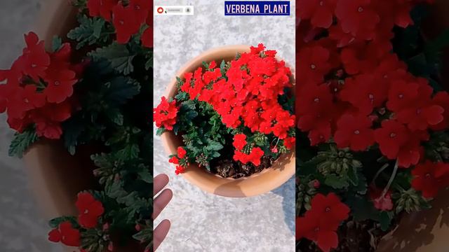 verbena plant: #HuzaifaGardening #youtubeshort #shortsvideo #trendingshort #price #caretips смотреть онлайн