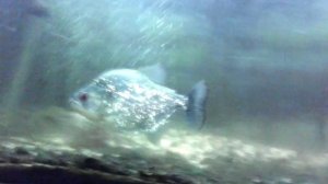 serrasalmus rhombeus diamond черная пиранья ромбовидная