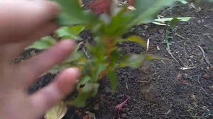 Черенкование Вейгелы. Размножение черенками.