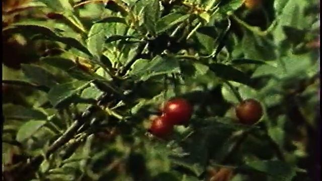 И снится мне деревня ...