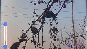 Свиристели  Покормите птиц зимой