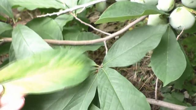 Азимина накануне сбора урожая 20 смотреть онлайн