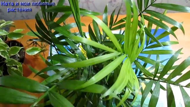 Новые комнатые растения из уценки по цене горшка смотреть онлайн