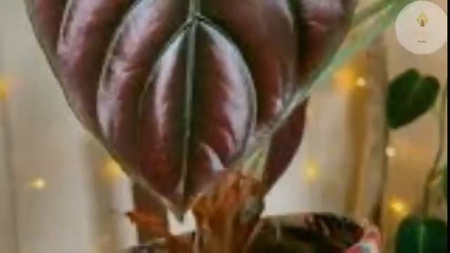 ALOCASIA / COLOCASIA MOST EXPENSIVE AND RARE VARIETIES 2021 смотреть онлайн