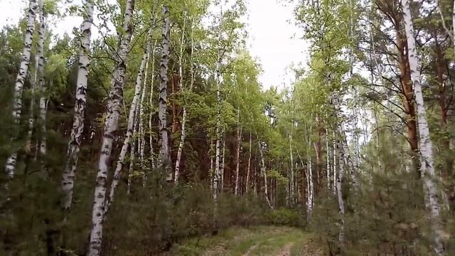 Красивые берёзки смотреть онлайн