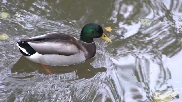 Colorfun, the fun in Amsterdam-Oost смотреть онлайн