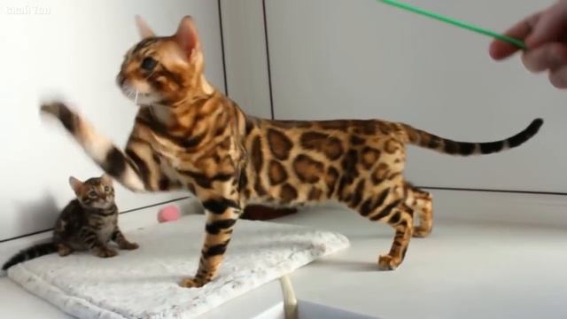 Самые дорогие кошки в мире смотреть онлайн