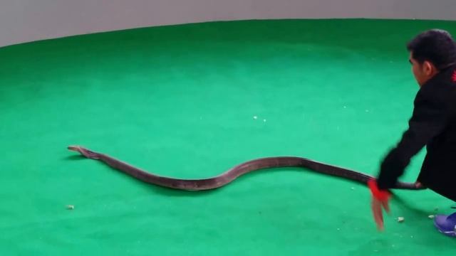 Змеиное шоу. Королевская Кобра смотреть онлайн