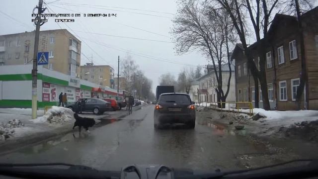 Собака переходит дорогу по зебре смотреть онлайн