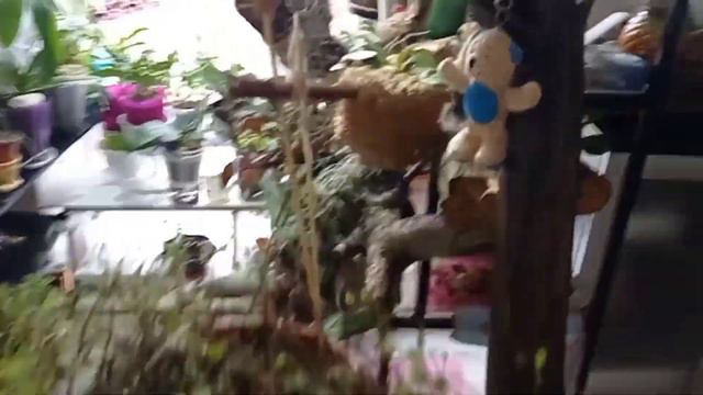 знакомимся с моим обновленным зимним садиком смотреть онлайн
