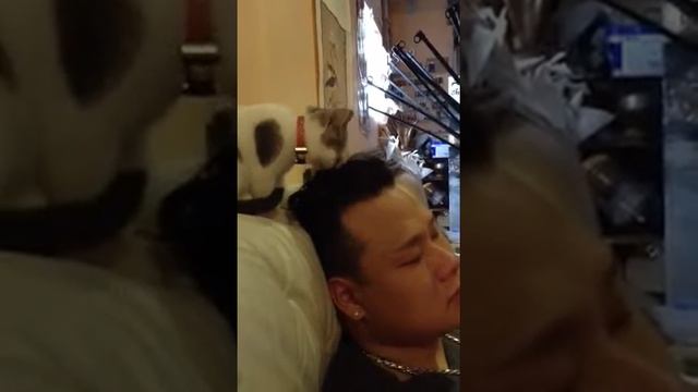 Mochi Madness - Kitten Playing Hairstylist смотреть онлайн