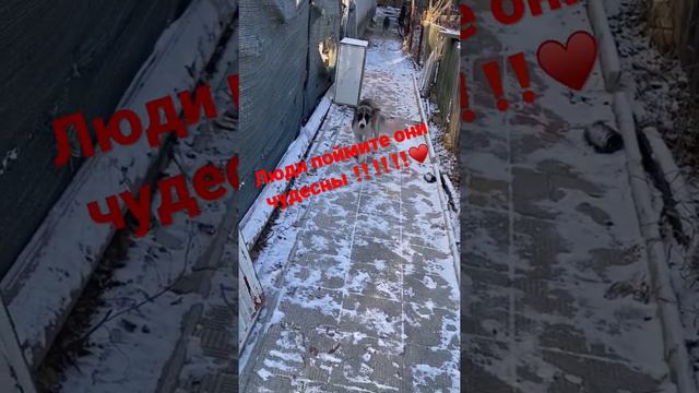 Их Агрессия это последствия ⚠️Поступков человека⚠️ ⚠️⚠️￼