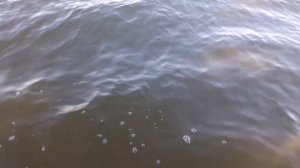 Каховское водохранилище. Благовещенка. Запорожская обл.