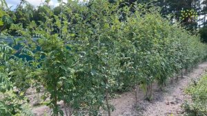 Обзор плодовых крупномеров в полях Егорьевского питомник Никитенко Александра.