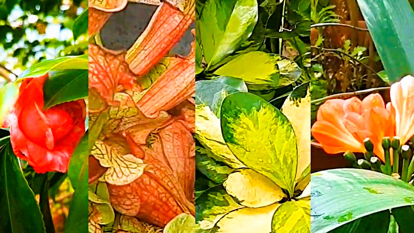 В чудо-зарослях Ботанического сада! смотреть онлайн