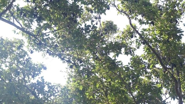 Летучие собаки (Камбоджа) смотреть онлайн