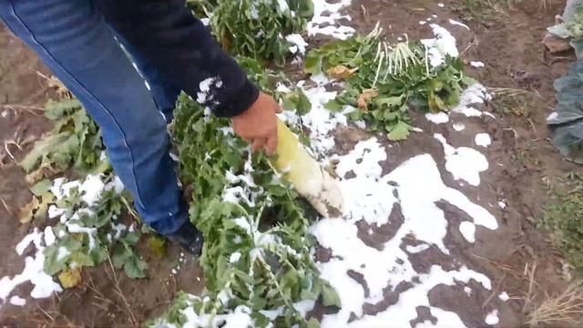 Дайкон Sakata смотреть онлайн