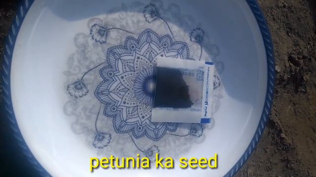 propagation by seed petunia смотреть онлайн