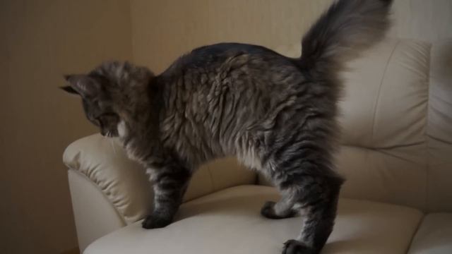 Мейн кун Квинси смотреть онлайн