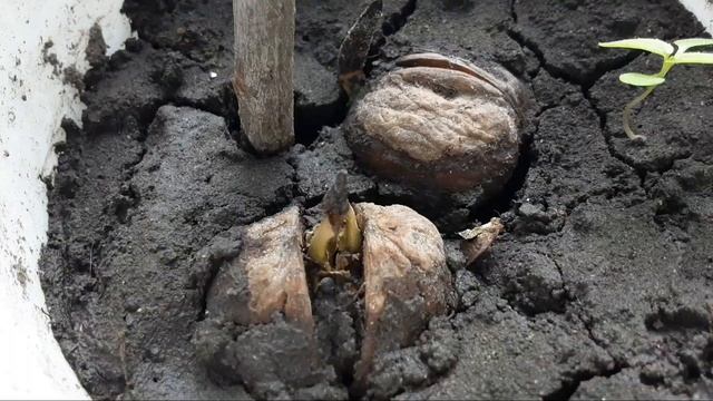 Дача | мятный чай | деревья | шопер и пенал с грибочками смотреть онлайн