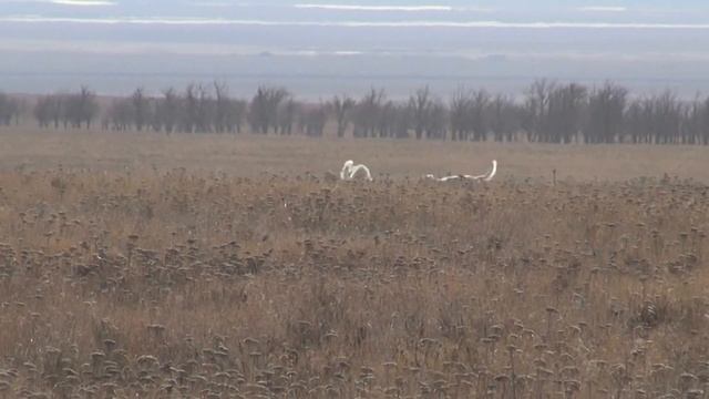 Лиса (1) наФейсбук смотреть онлайн