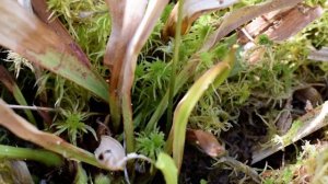 Саррацения (успешная перезимовка)