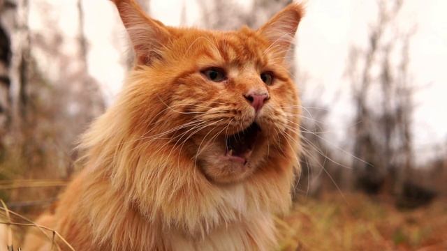 Розыгрыш Monge BWild - корм для кошек Оушен