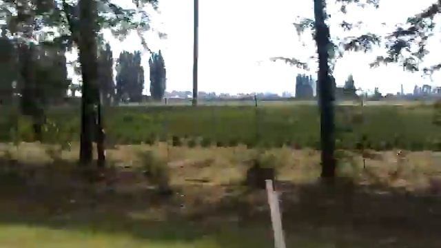 Дорогие деревья смотреть онлайн