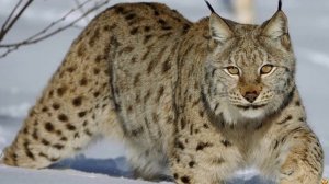 ВОЛК ПРОТИВ РЫСИ КТО ПОБЕДИТ В СХВАТКЕ