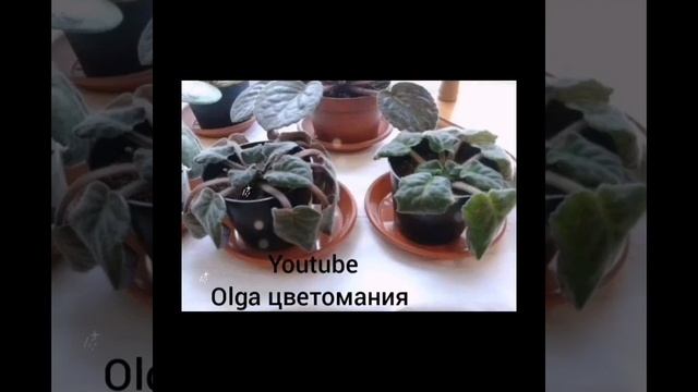 Причины, почему у комнатных растений сохнут листья! смотреть онлайн