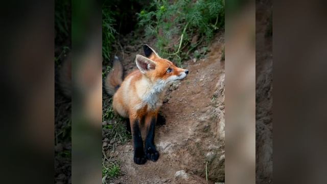 Сказка для взрослых и детей "Загадочный лес". Часть 2. смотреть онлайн