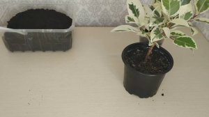 Фикус Микрокарпа(Ретуза) Альбомаргината. Результат обрезки и укоренения. Формировка кроны. Пересадк