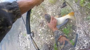 5 САЗАНОВ ЗА УТРО. РЫБАЛКА НА ХОПРЕ.