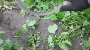 Хмель на заборе. Борьба с хмелю