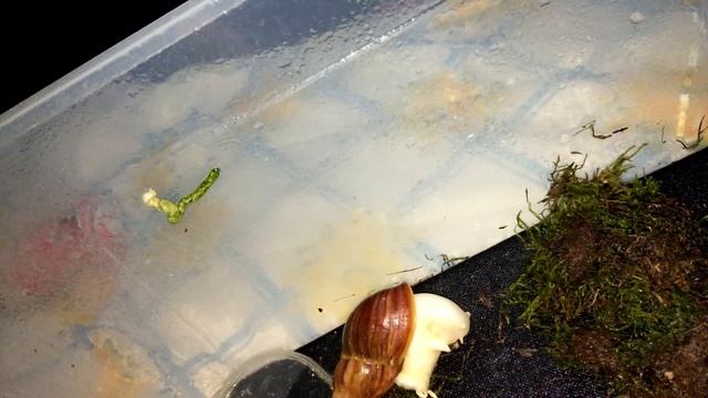 Улитка снова снесла кладку?!! Яйца улиток в наличии |•| Achatina Snails