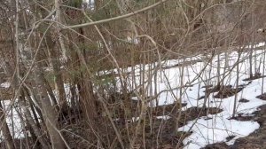 Прогулка в лес / Что можно найти в лесу весной. Herbarius noctua