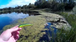 Лучший бюджетный спиннинг для твичинга: Black Hole Bassmania S702M и уловистые воблеры на щуку