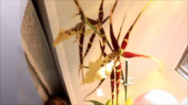 Brassia/ОРХИДЕЯ-ПАУК/Обзор шикарной Брассии
