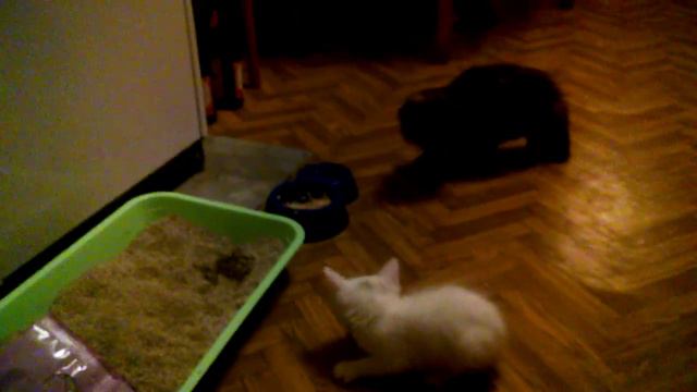 Супер ужин двух котят.