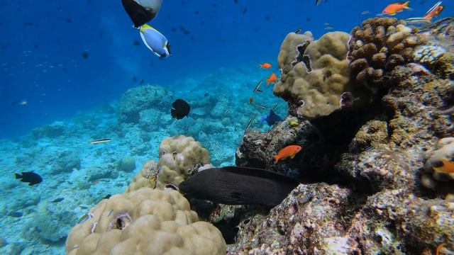 Ellaidhoo By Cinnamon Honeymoon In Maldives 4k UHD 60fps