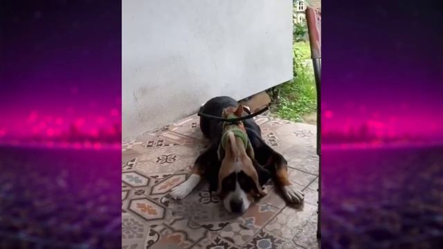 Лайфхак Автовладельцу, Девочка маньячка, Ушатали Портфелем #приколы 2022 #приколы смотреть онлайн