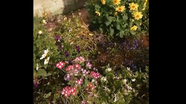 Лесные поляны – «Хобби» Любовь Курукиной и Михаила Белова смотреть онлайн