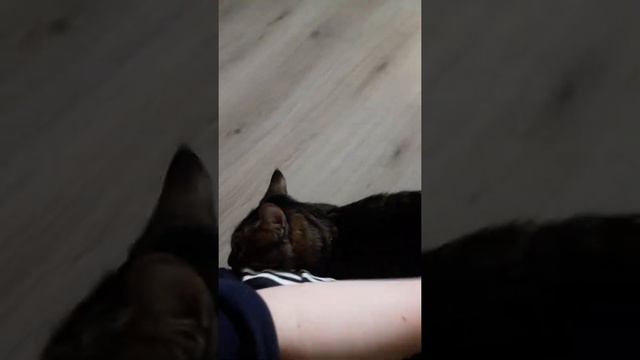 Бандитище😄 смотреть онлайн